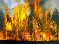 Об охране лесов от пожаров на территории Муниципального образования «Междуреченский городской округа» в 2019 году